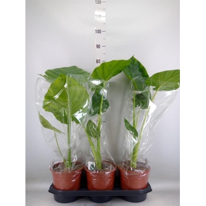 Alocasia macrorrhizos