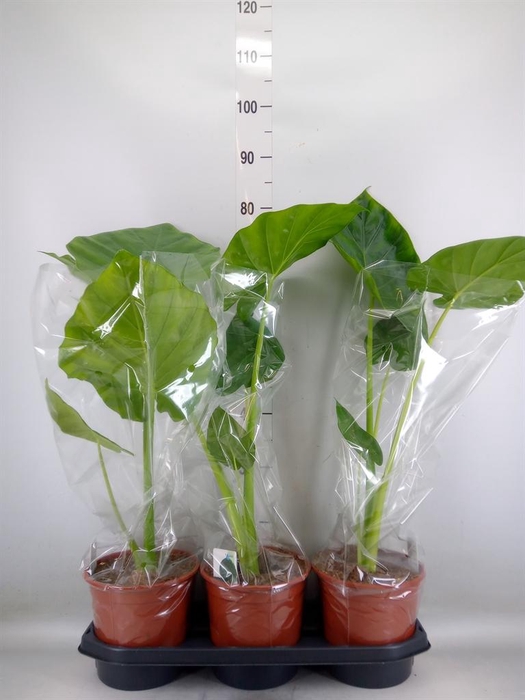 <h4>Alocasia macrorrhizos</h4>