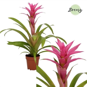 Guzmania Suerte Cerise