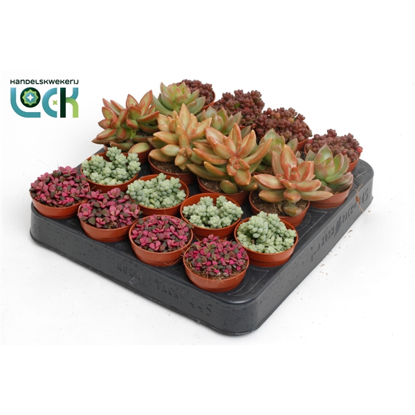 <h4>Sedum mix</h4>