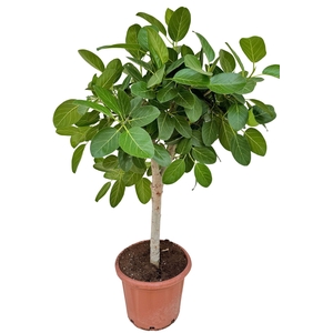 Ficus   ...