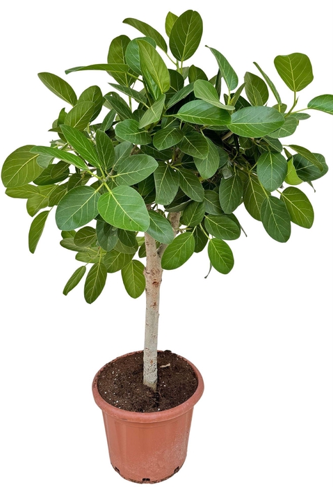 <h4>Ficus   ...</h4>