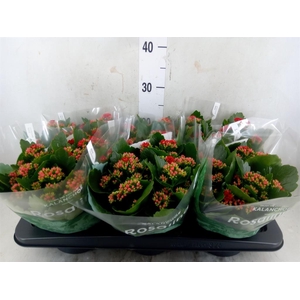 Kalanchoe blos. 'RosDon Justino'