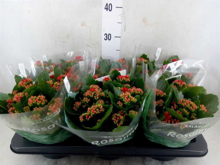 <h4>Kalanchoe blos. 'RosDon Justino'</h4>