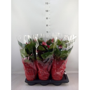 Anthurium  'Deco Red'