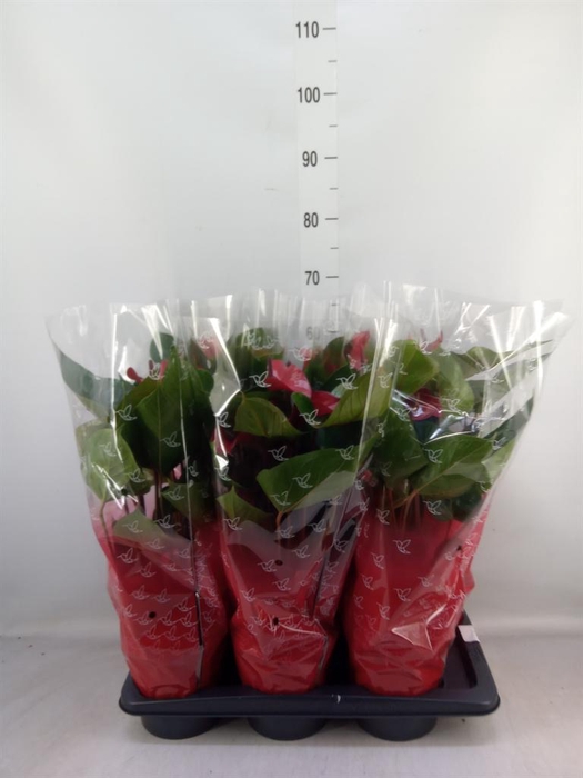 <h4>Anthurium  'Deco Red'</h4>