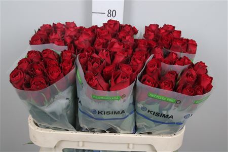 <h4>R Gr Madam Red</h4>