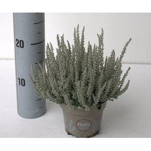 Calluna Garden Girls Fluffy