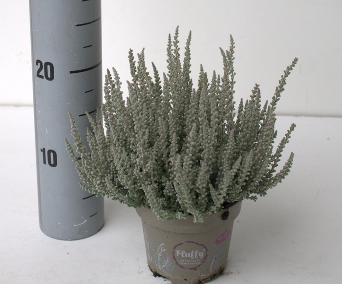 <h4>Calluna Garden Girls Fluffy</h4>