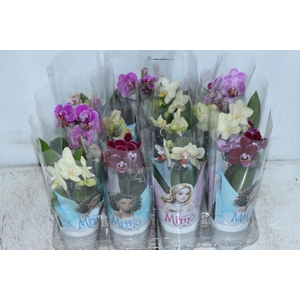 PHALAENOPSIS MINI P06
