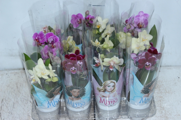 <h4>PHALAENOPSIS MINI P06</h4>