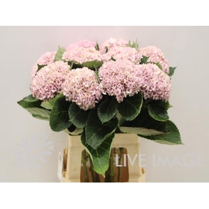 Hydrangea mag revolution pink