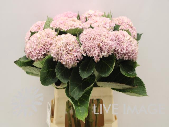 <h4>Hydrangea mag revolution pink</h4>
