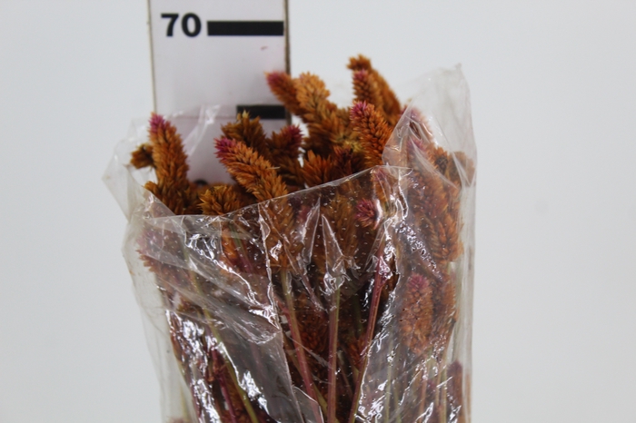 <h4>CELOSIA RABO DE GATO LARANJA</h4>