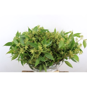 Euca Robusta Berry Green P Bunch