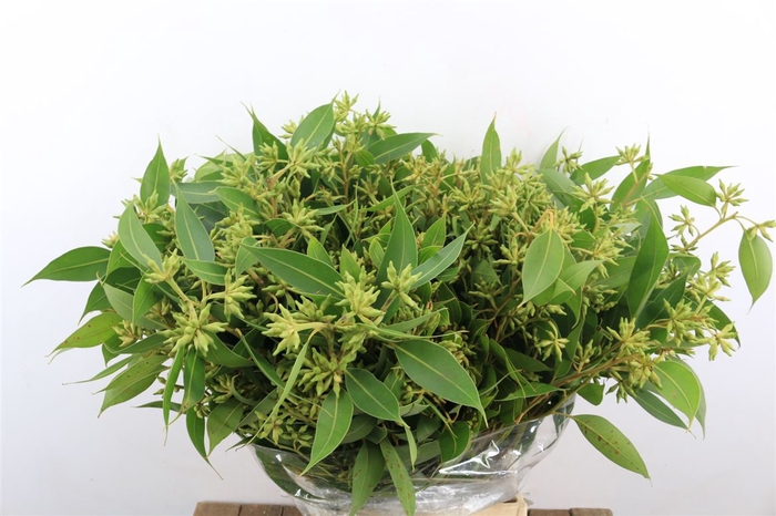 <h4>Euca Robusta Berry Green P Bunch</h4>