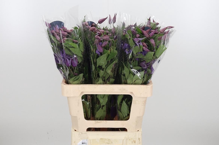 <h4>Clem Amazing Rome</h4>