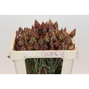 Kaaps Groen Plumosum Rubrum