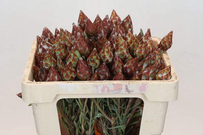 Kaaps Groen Plumosum Rubrum