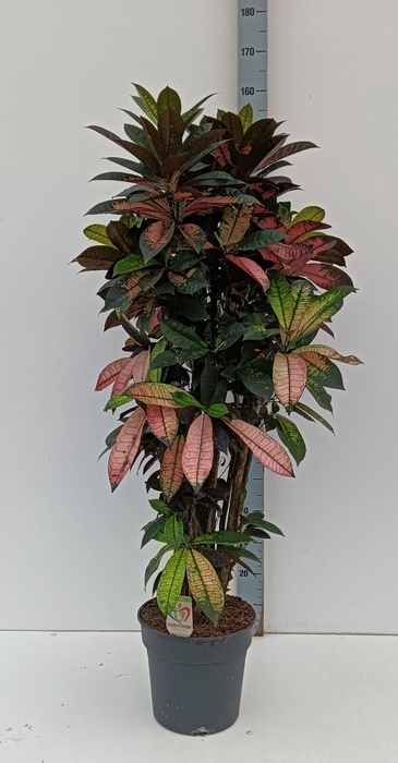 <h4>COD KL MRS ICETON</h4>