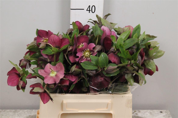 <h4>Hell Or Queens Red</h4>