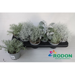 Perkplanten   ...mix gray leaved