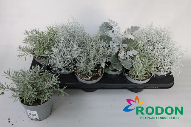<h4>Perkplanten   ...mix gray leaved</h4>