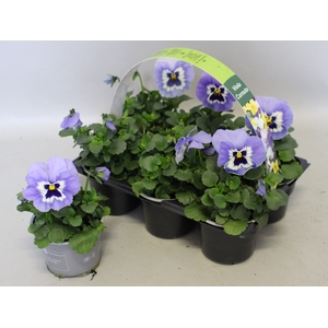 Viola wittrockiana sixpack F1 Marina