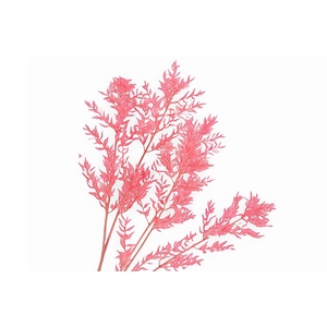 Ruscus Preserved Pink