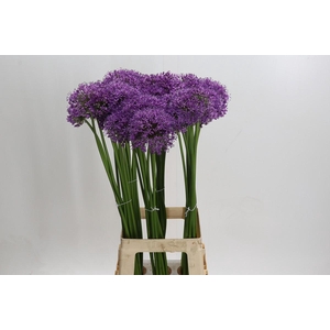 Allium Gladiator