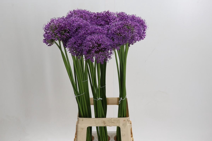 Allium Gladiator