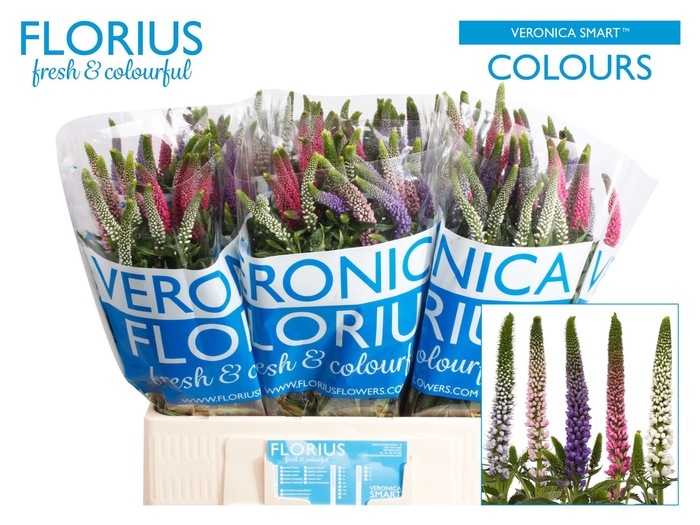<h4>Veronica Smart Mix Florius</h4>