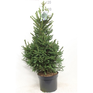 Picea abies 'Will's Zwerg' P29 potgekweekt