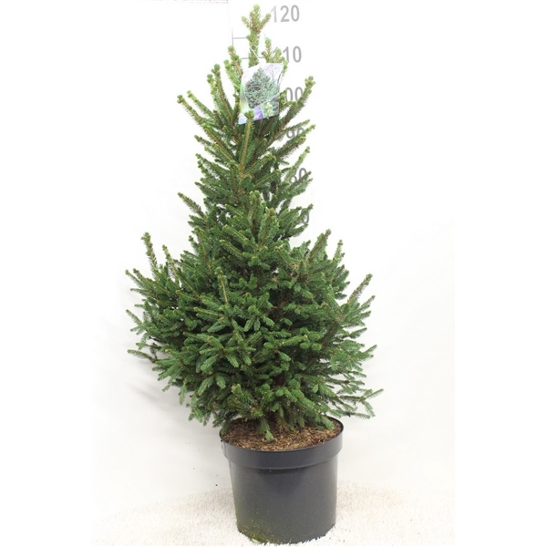 <h4>Picea abies 'Will's Zwerg' P29 potgekweekt</h4>