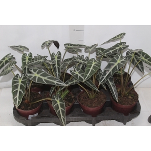 ALOCASIA PICOLLINI P12