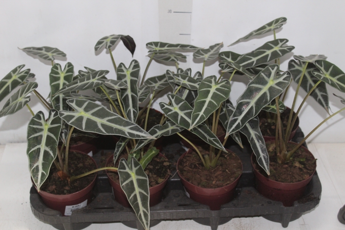 <h4>ALOCASIA PICOLLINI P12</h4>