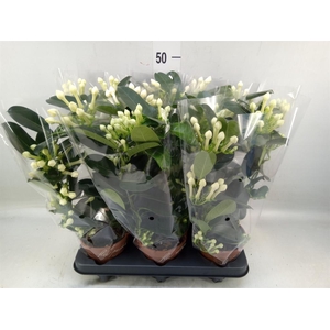 Stephanotis floribunda   ...