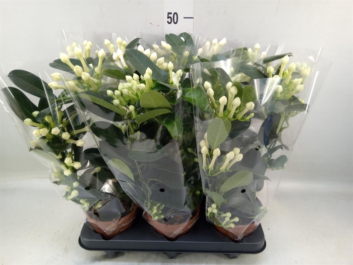 <h4>Stephanotis floribunda   ...</h4>