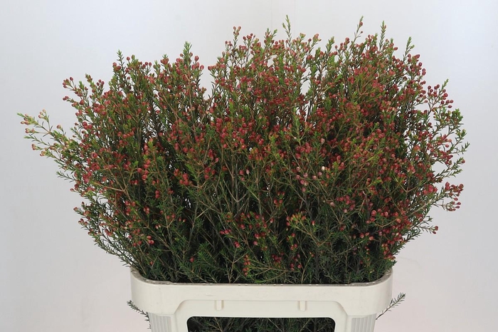 <h4>Chamelaucium Adi</h4>