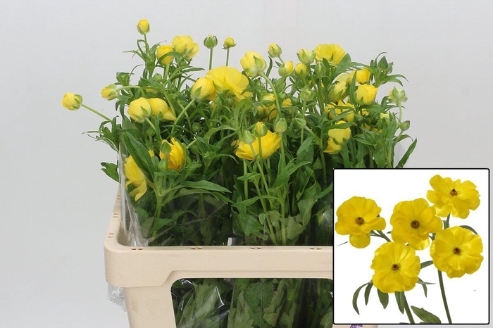 <h4>RAN BUTTERFL PHYTALO</h4>