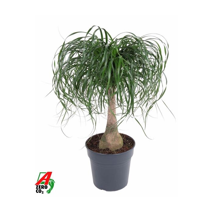 <h4>Beaucarnea stam P27 - 1,5ft</h4>