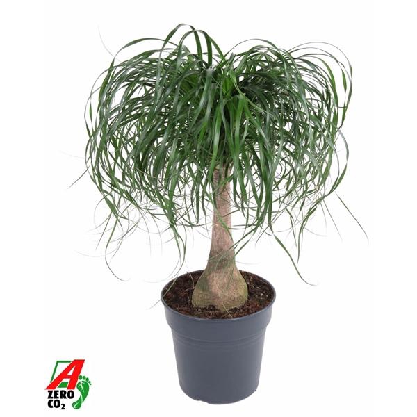 Beaucarnea stam P27 - 1,5ft