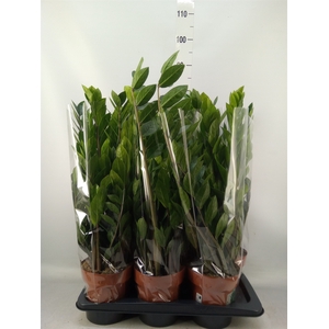 Zamioculcas zamiifolia