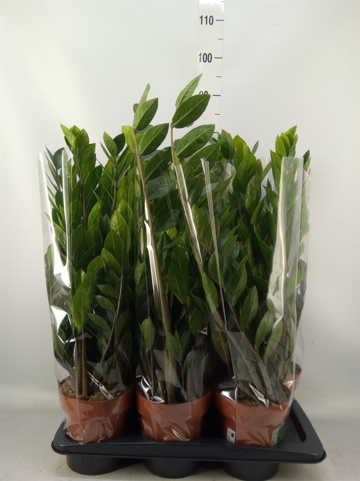 <h4>Zamioculcas zamiifolia</h4>