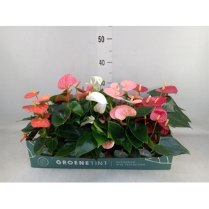 Anthurium ...mix 4