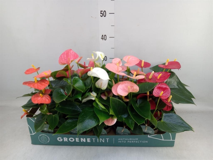 <h4>Anthurium   ...mix 4</h4>