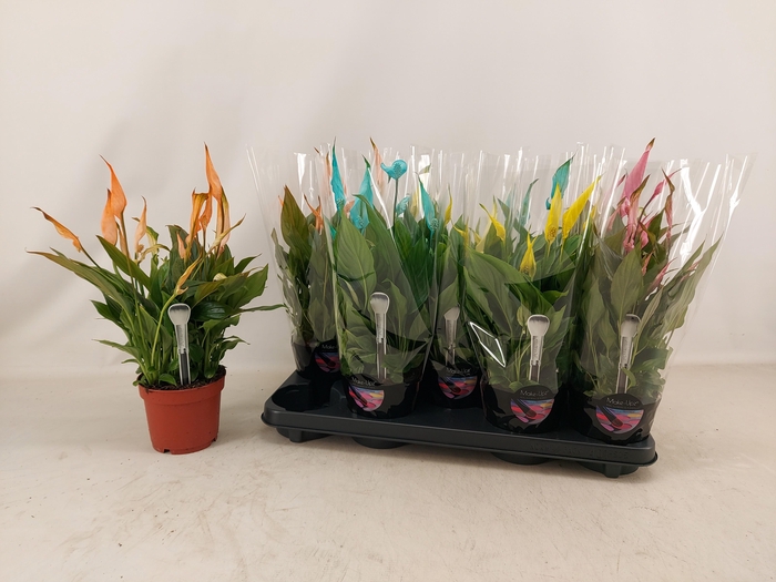 <h4>SPATH BELLINI</h4>