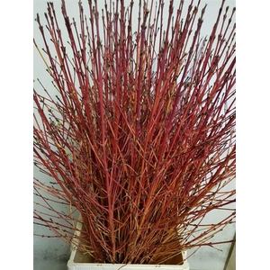 CORNUS SA WINTER BEA