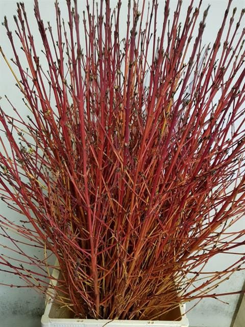 CORNUS SA WINTER BEA