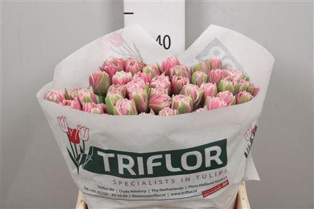 <h4>Tu Du Lets Dance</h4>